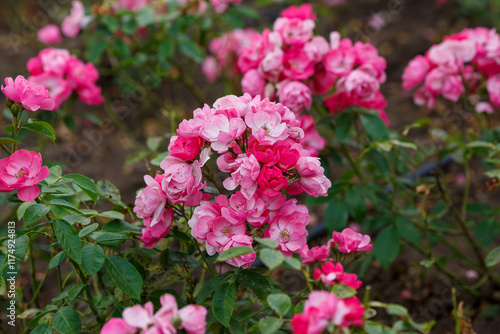 Wallpaper Mural Floribunda rosa Angela (KORday, Angelica) is blooms in garden Torontodigital.ca