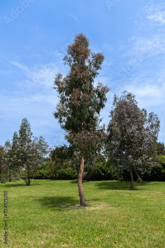 Sirius (Adler) Sochi. Eucalyptus glaucous of myrtle family grows in eucalyptus grove in ornithological reserve. Young eucalyptus against blue spring sky. Nature concept for design. photo