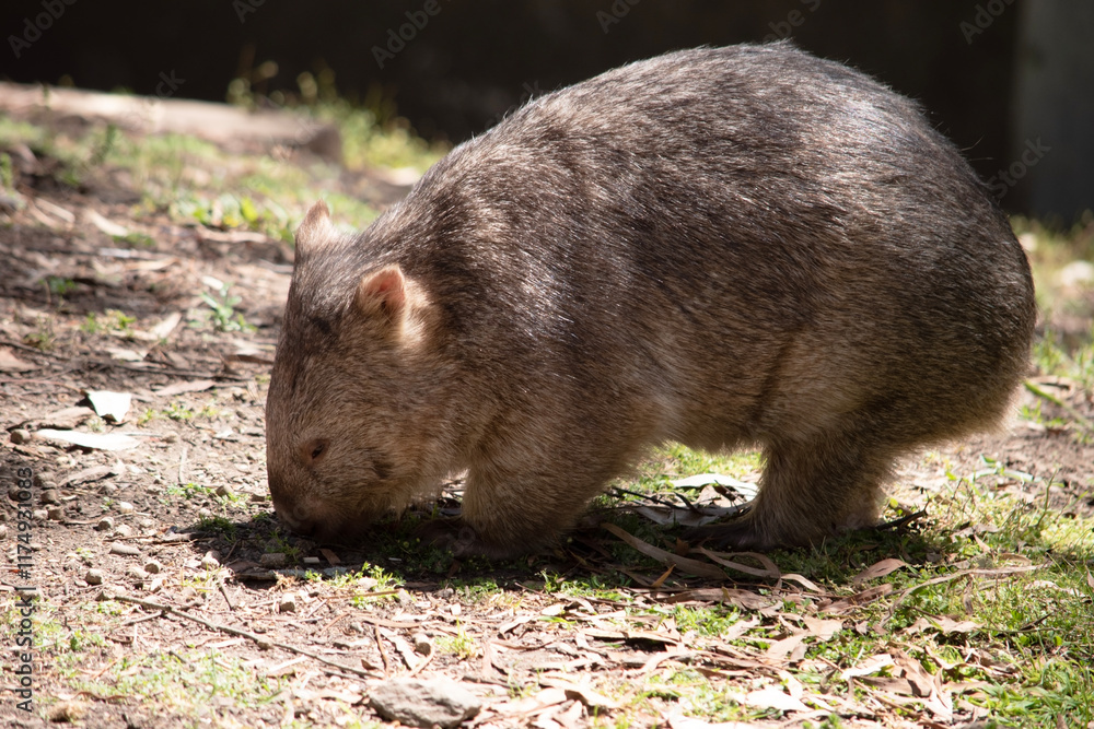 The Common Wombat has a large nose which is shiny black, much like that of a dog. The ears are relatively small, triangular, and slightly rounded The Common Wombat has a large nose which is shiny black, much like that of a dog. The ears are relatively small, triangular, and slightly rounded