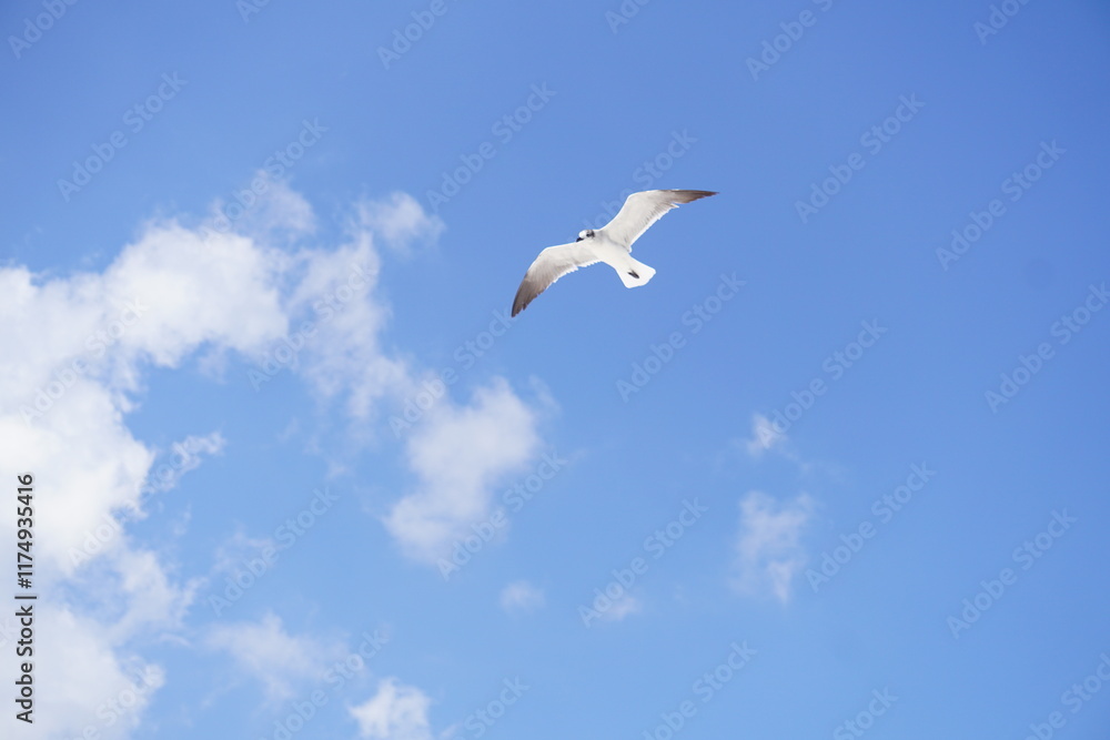 The Landscapes, Ocean, Animals and Flowers The Landscapes, Ocean, Animals and Flowers