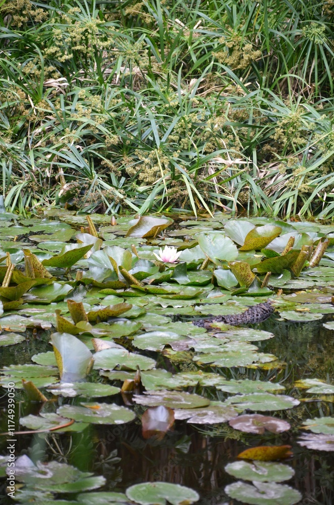Naklejka premium Water lily flower bud on the pond.