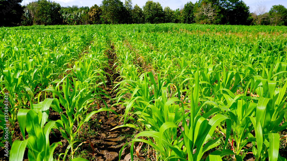 Fototapeta premium A beautiful view of a corn field, showing bright green leaves and stalks of healthy young corn plants under a clear sky.
