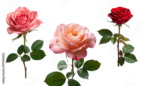 Elegant Roses Bouquet Isolated on White Background - Perfect for Valentine's Day photo