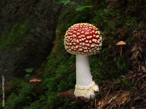 amanita muscaria red mushroom in the forest