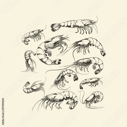 set of shrimp engraving design vector template