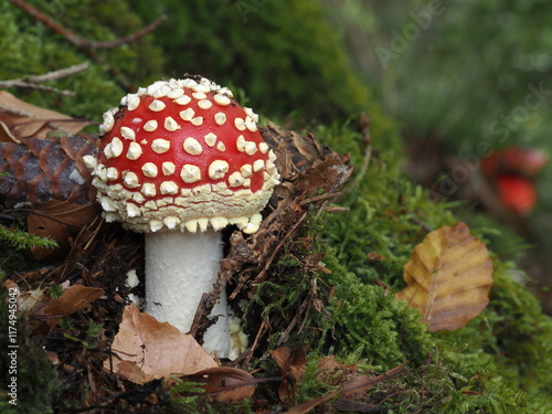 amanita muscaria fly mushroom