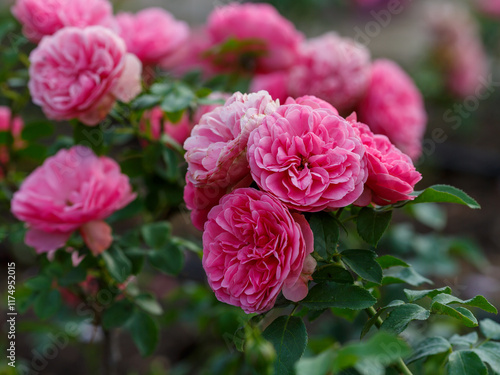 Canvas Print Rosa 'Leonardo da Vinci' is a floribunda rose variety