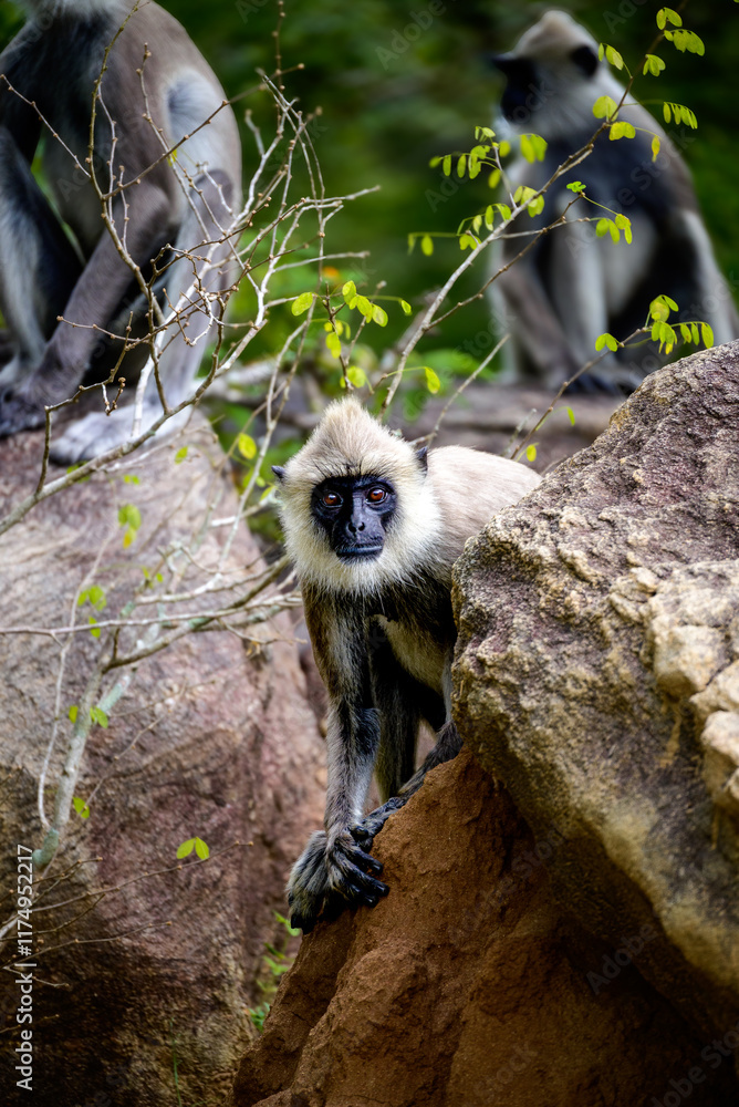 Obraz premium Curious Observer: A langur peers with intrigue from behind a rock, blending seamlessly into its rugged wilderness home