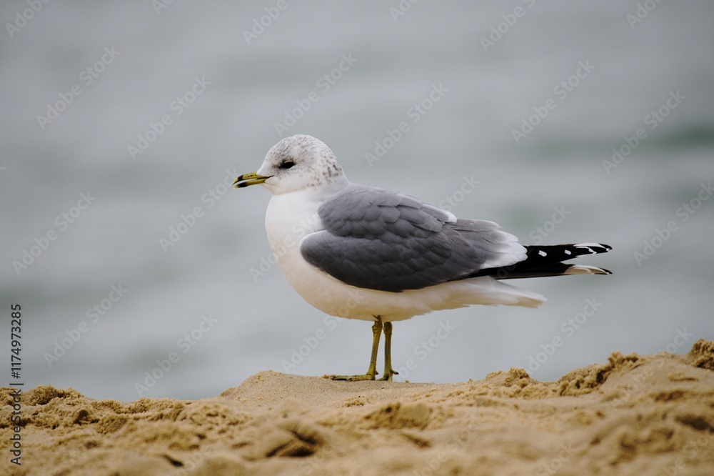 seagull on the beach seagull on the beach