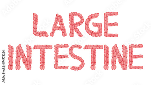 Large intestine Font