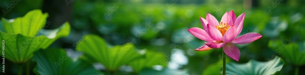 Blooming pink kaffir lily in a lush green garden with water, lush, kaffir lily, plant Blooming pink kaffir lily in a lush green garden with water, lush, kaffir lily, plant