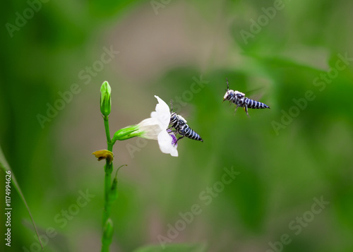 two bees on a flowers photo