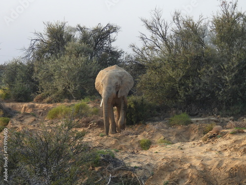 Game Reserve Travels 1  photo