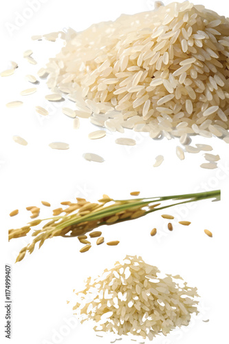 Stages of Rice: From Paddy to Grain.
