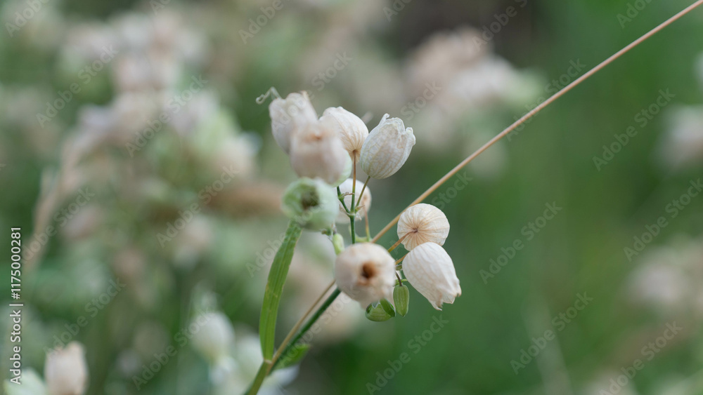 buds of a poppy