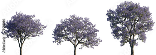 Tableau sur toile Jacaranda mimosifolia (blue jacaranda, black poui, Nupur or fern tree) trees fro