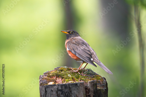 Brown-headed Thrush photo