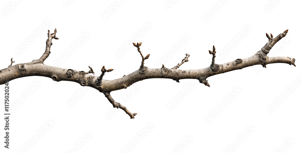 Branch of a tree isolated over transparent background, PNG cut-out Branch of a tree isolated over transparent background, PNG cut-out