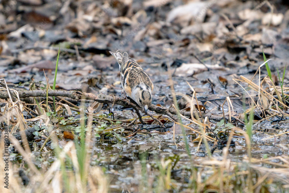 Brambling