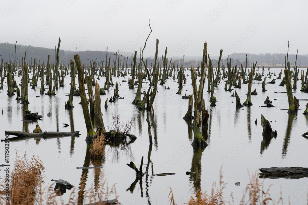 Natur- und Vogelschutzgebiet an der Peene vor der Insel Usedom Natur- und Vogelschutzgebiet an der Peene vor der Insel Usedom