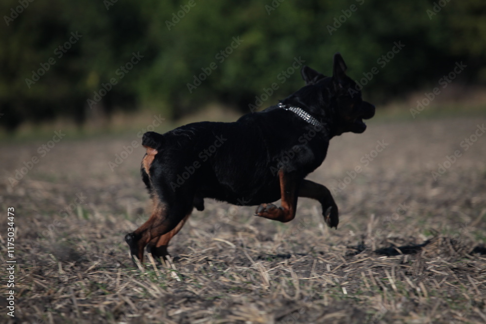 Rottweiler läuft von hinten über einen Acker im Sommmer Rottweiler läuft von hinten über einen Acker im Sommmer
