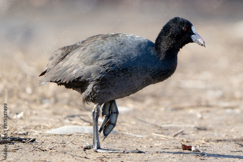 Obraz premium Eurasian Coot