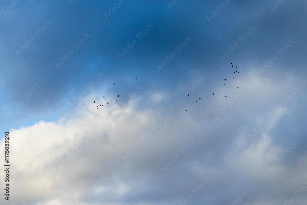 Shot of the flock of the birds in stormy sky. Nature