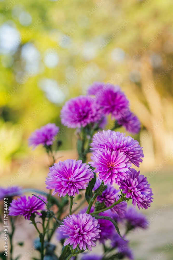 Obraz premium Beautiful violet asters blooming in the garden.