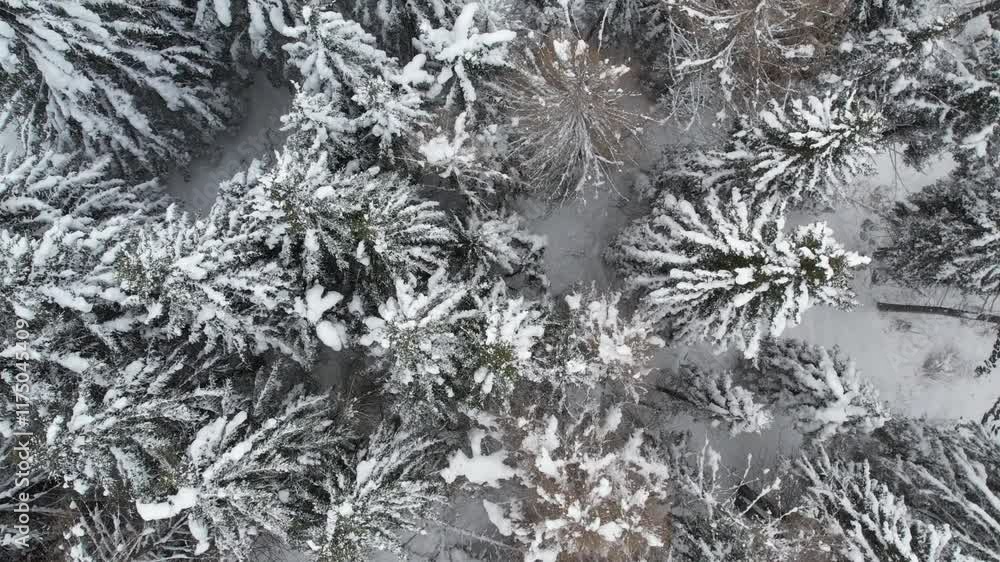 Neve in Lapponia Neve in Lapponia