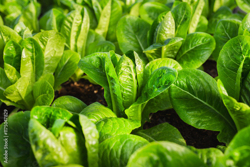 Fresh young green cos lettuce are growing in the hydroponic farm. photo