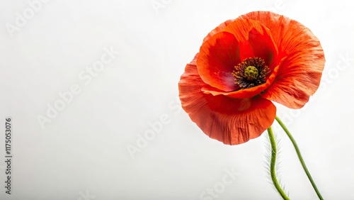 Isolated red poppy flower, botanical macro image. High-resolution PNG; perfect for floral designs.