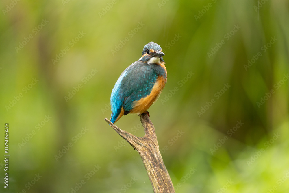 Fototapeta premium Eisvogel