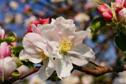 Apple blossoms herald spring in a Frankfurt orchard. A sunny day in April. photo