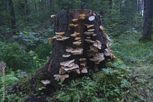 The distinctive white rimmed Root Rot fungus is a virulent pathogen on conifer trees. photo