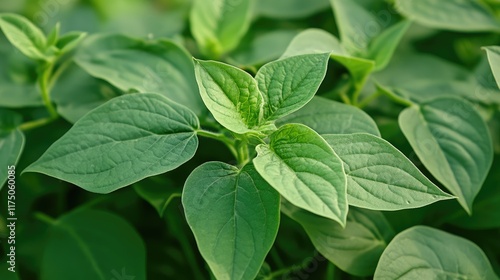 Wallpaper Mural Amaranthaceae plant close-up showcasing vibrant green foliage and intricate leaf textures in a natural setting Torontodigital.ca