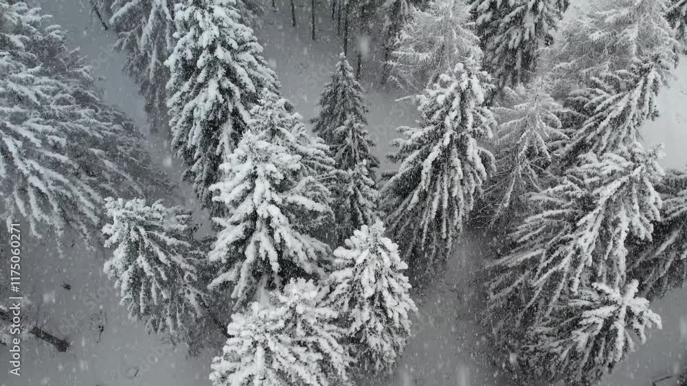 Neve sulla foresta Neve sulla foresta
