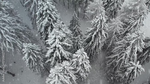 Neve sulla foresta photo