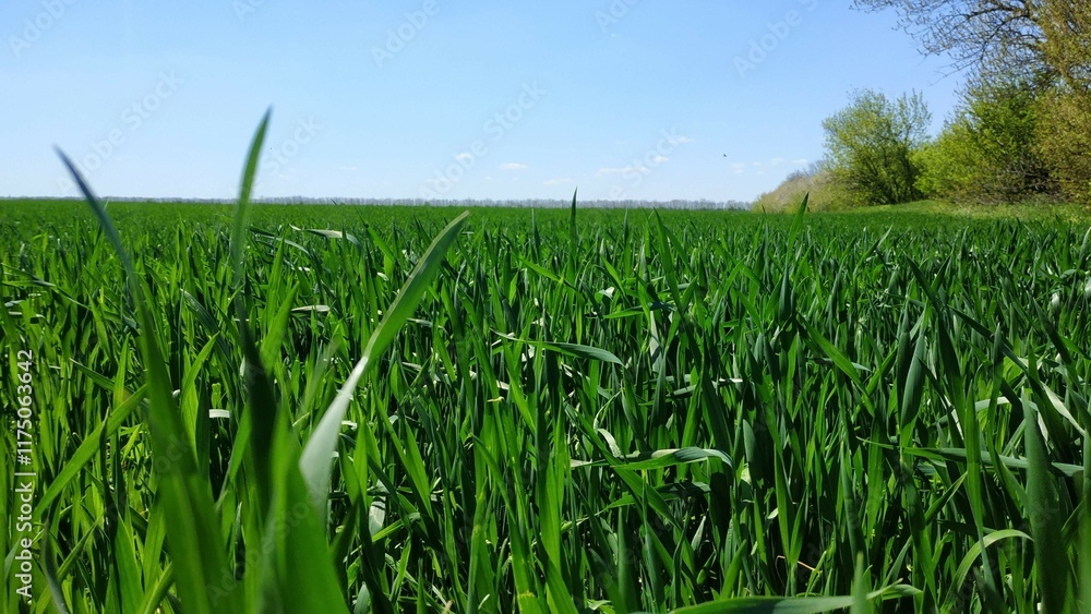 Obraz premium green grass and blue sky