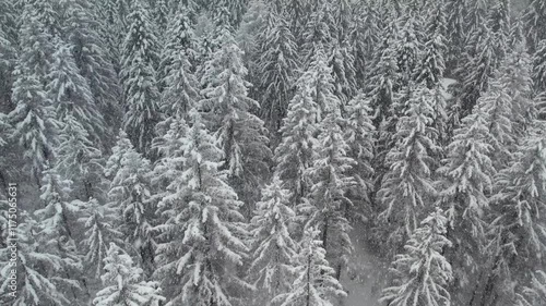 Neve sulla foresta photo