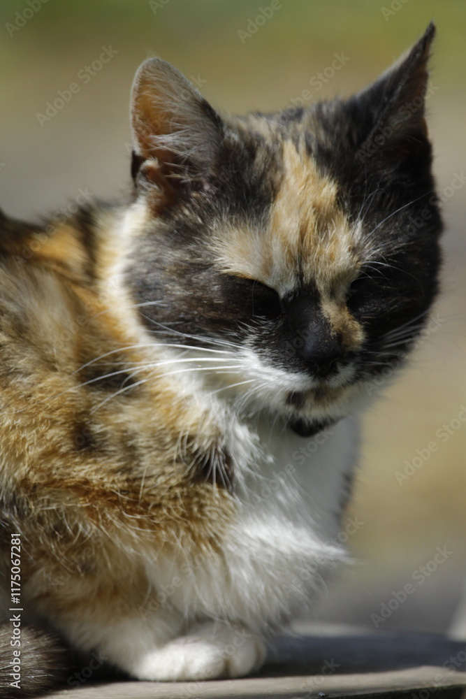 Katze Hauskatze aus der Nähe mit großen Augen Katze Hauskatze aus der Nähe mit großen Augen