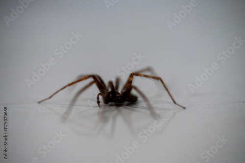 Macro photograph of a spider with outstretched legs casting a shadow on a white surface. Minimalistic style emphasizes intricate details and contrast.