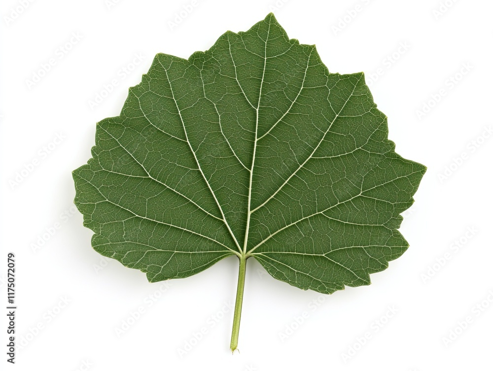 Fototapeta premium Green leaf, isolated, white background, plant detail, nature.