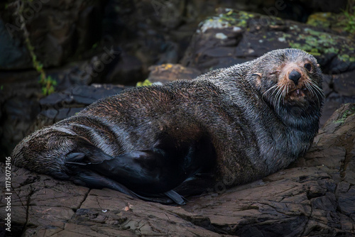 Sea Lion on rock