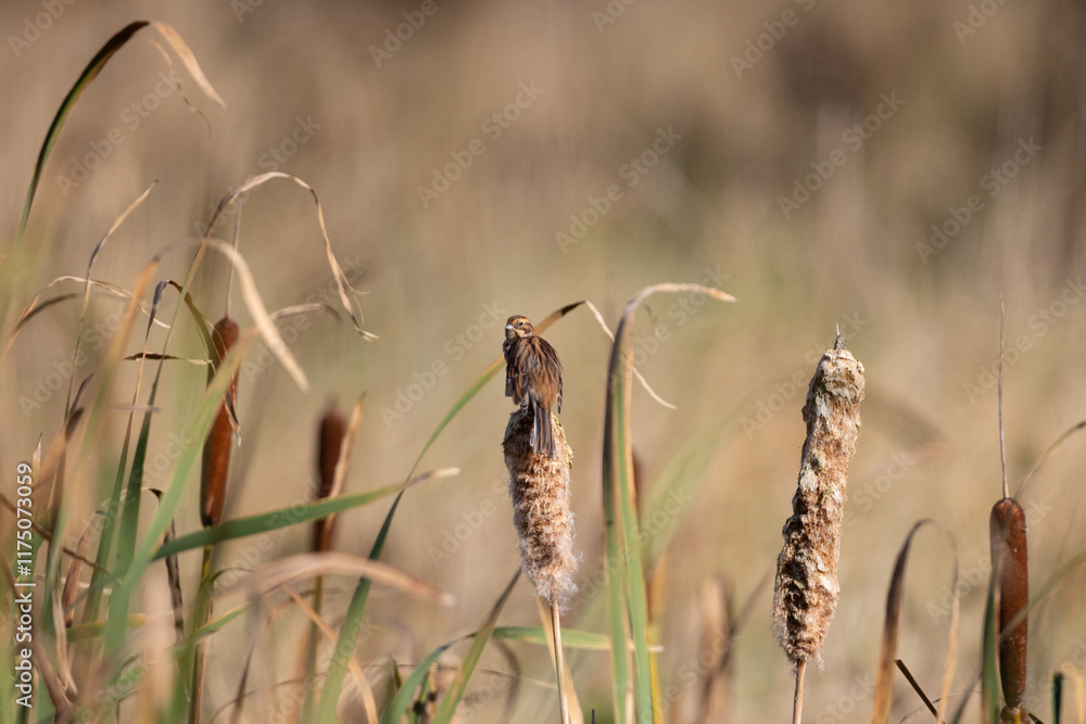 Reed Bunting feeding off a Bullrush, County Durham, England, UK. Reed Bunting feeding off a Bullrush, County Durham, England, UK.