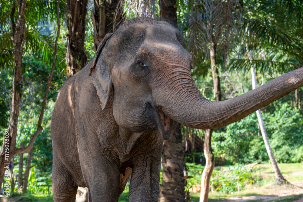 Fototapeta premium Majestic elephant in Thailand's lush jungle, adorned with vibrant colors, captured under golden sunlight. A perfect blend of nature, culture, and tranquility.