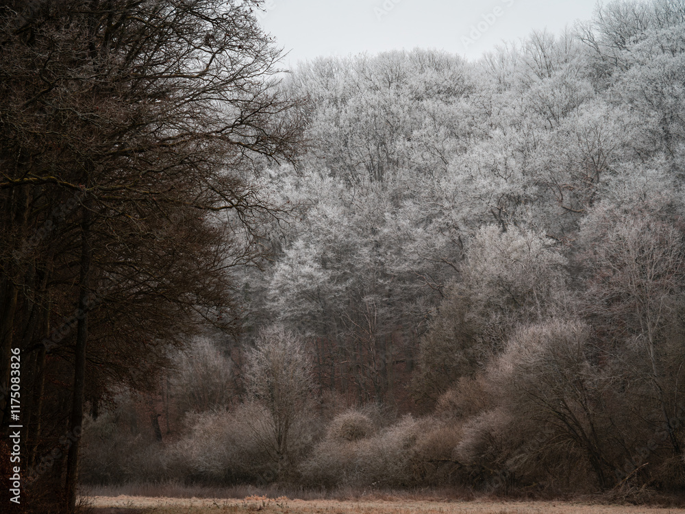 Obraz premium trees in the fog