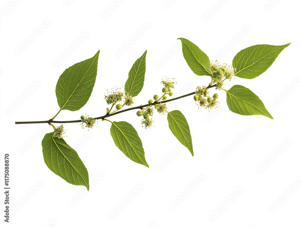 Spring branch with green leaves and buds, isolated on white background, for nature or botany uses. Spring branch with green leaves and buds, isolated on white background, for nature or botany uses.