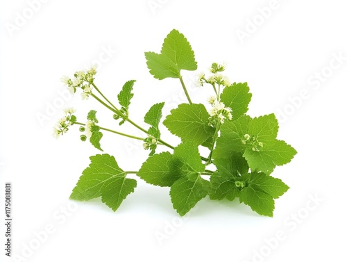 Blooming herb sprig, white background, botanical study, herbal medicine. photo