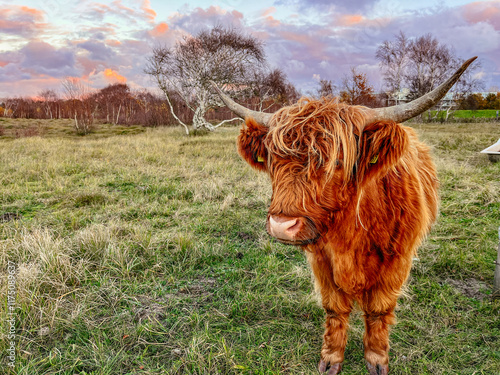 Schottische Hochlandrinder Weissenhäuser Strand