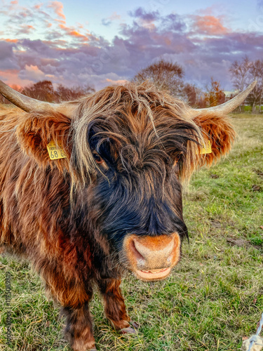 Schottische Hochlandrinder Weissenhäuser Strand